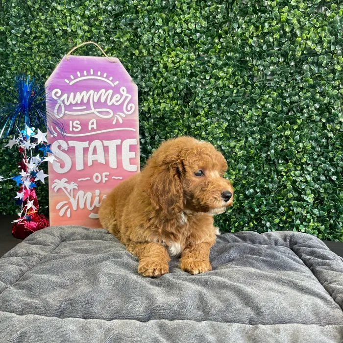 Male Mini Goldendoodle puppy named Bacon for sale at Puppy Dreams - West Little Rock.