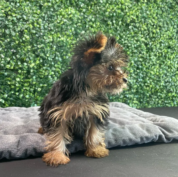 Female Yorkie puppy named Prada for sale at Puppy Dreams - West Little Rock.