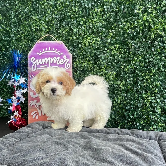 Male Bichon-Poodle puppy named Butter for sale at Puppy Dreams - West Little Rock.
