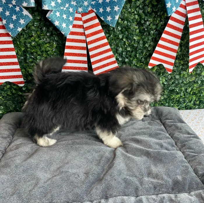 Female Havanese puppy named Firecracker for sale at Puppy Dreams - West Little Rock.