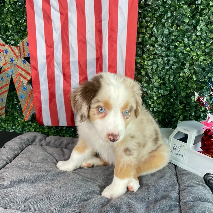 Female Mini Aussie puppy named Bo Peep for sale at Puppy Dreams - West Little Rock.