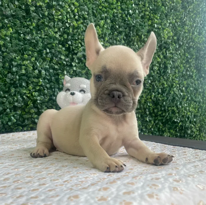 Female French Bulldog puppy named Sarah for sale at Puppy Dreams - West Little Rock.