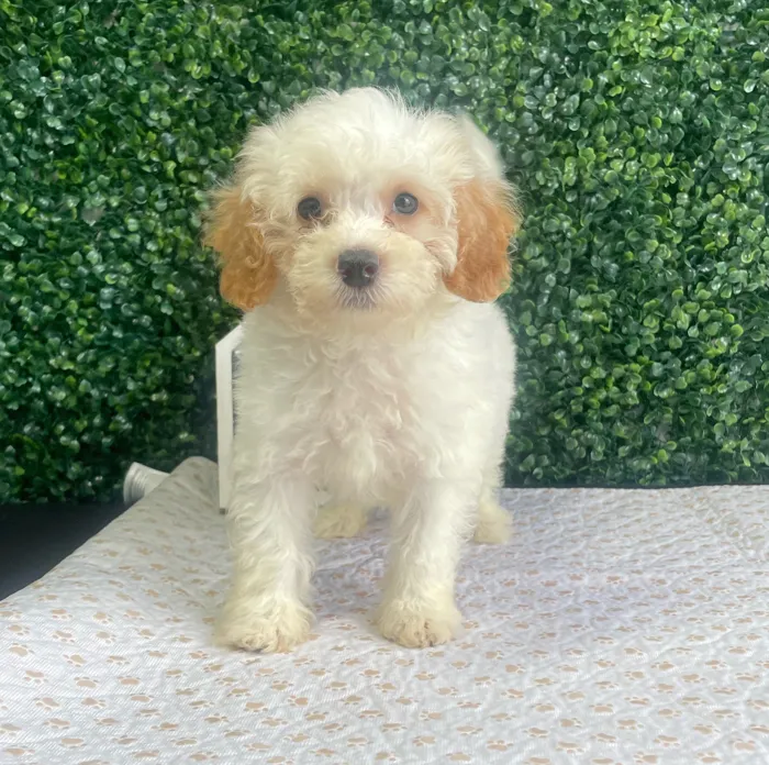Male Havapoo puppy named Andy for sale at Puppy Dreams - West Little Rock.