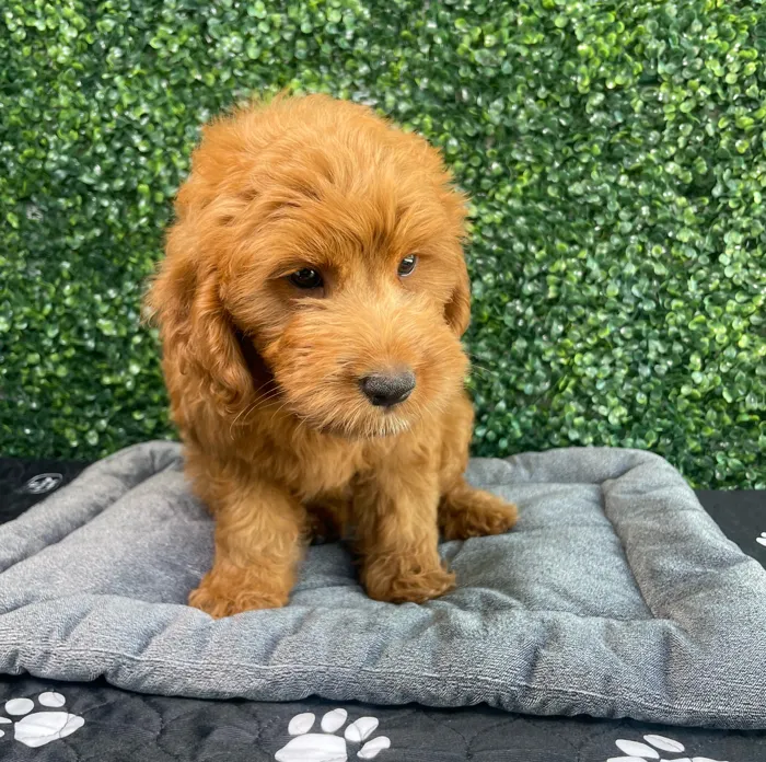 Male Goldendoodle puppy named Porky for sale at Puppy Dreams - West Little Rock.
