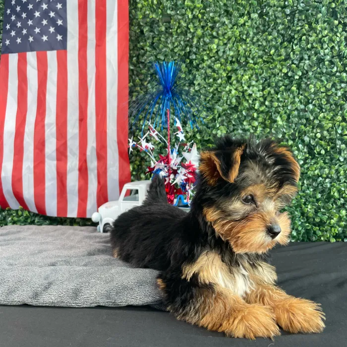 Male Yorkie puppy named Woody for sale at Puppy Dreams - West Little Rock.