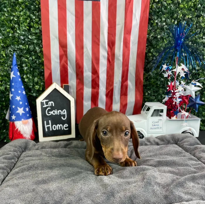 Male Dachshund puppy named Ross for sale at Puppy Dreams - West Little Rock.