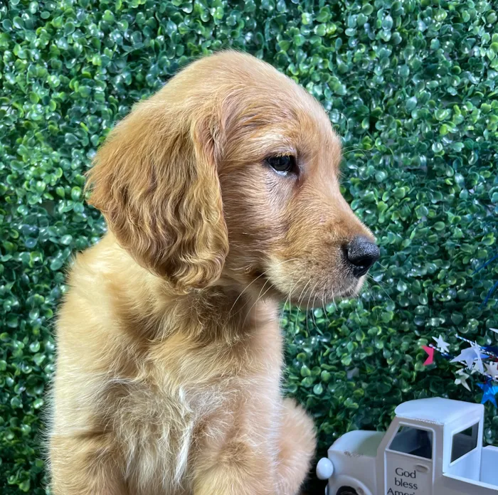 Male Golden Retriever puppy named Berlin for sale at Puppy Dreams - West Little Rock.