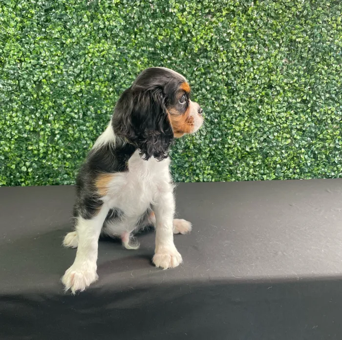 Male Cavalier King Charles Spaniel puppy named Coleslaw for sale at Puppy Dreams - West Little Rock.