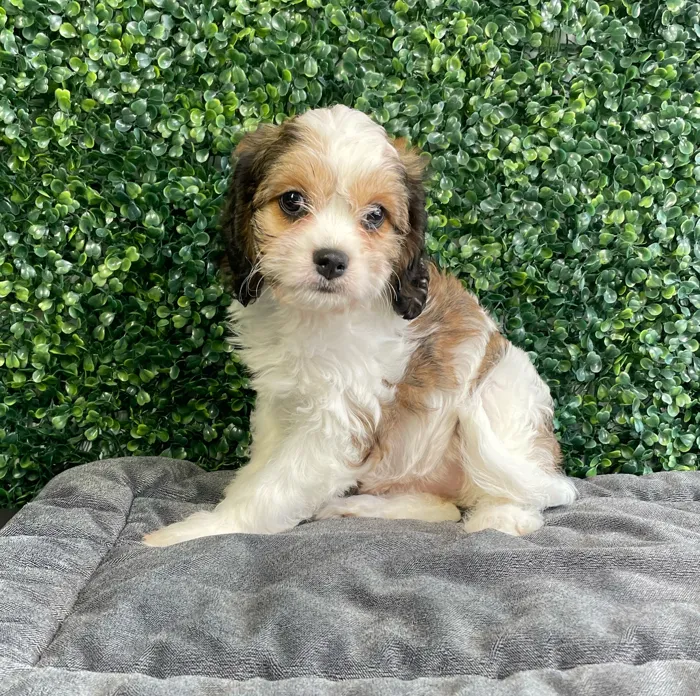 Female Cavachon puppy named Peaches for sale at Puppy Dreams - West Little Rock.