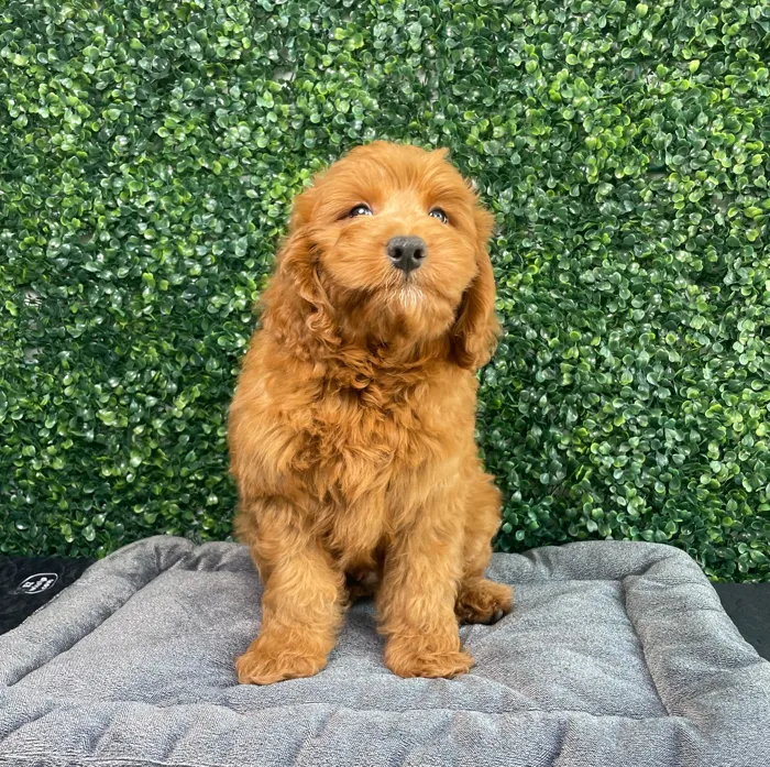 Male Goldendoodle puppy named Porky for sale at Puppy Dreams - West Little Rock.