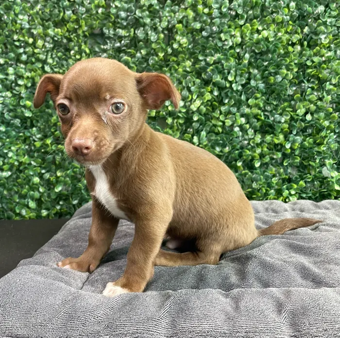 Male Chihuahua puppy named Barkenstock for sale at Puppy Dreams - West Little Rock.