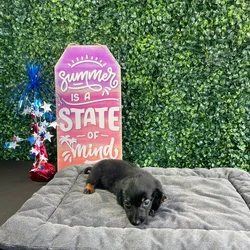 Male Dachshund puppy named Toast for sale at Puppy Dreams - West Little Rock.