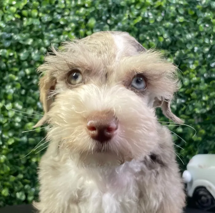 Male Mini Schnauzer puppy named Brazil for sale at Puppy Dreams - West Little Rock.