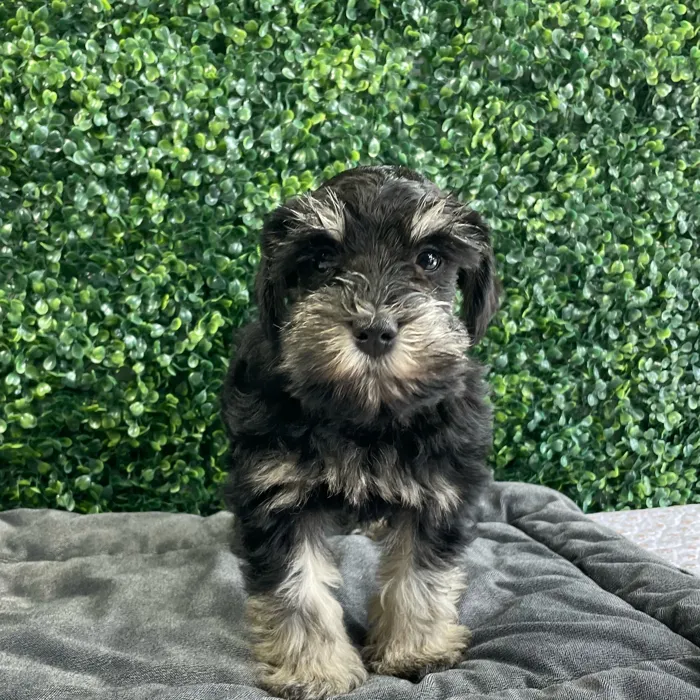 Male Schnauzer puppy named Flurry for sale at Puppy Dreams - West Little Rock.
