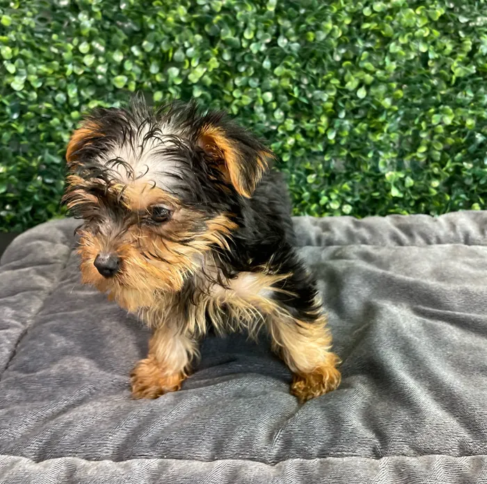 Male Yorkie puppy named Louis for sale at Puppy Dreams - West Little Rock.