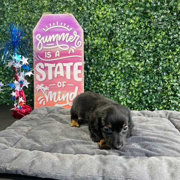 Male Dachshund puppy named Toast for sale at Puppy Dreams - West Little Rock.