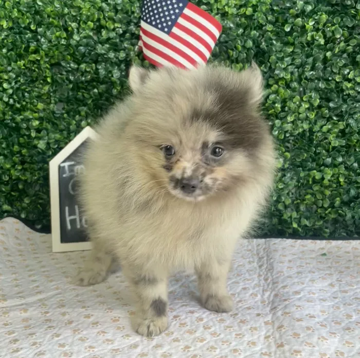 Male Pomeranian puppy named Floyd for sale at Puppy Dreams - West Little Rock.