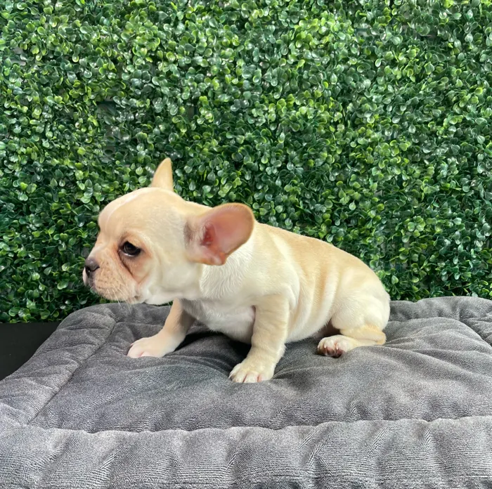 Male French Bulldog puppy named Gucci for sale at Puppy Dreams - West Little Rock.