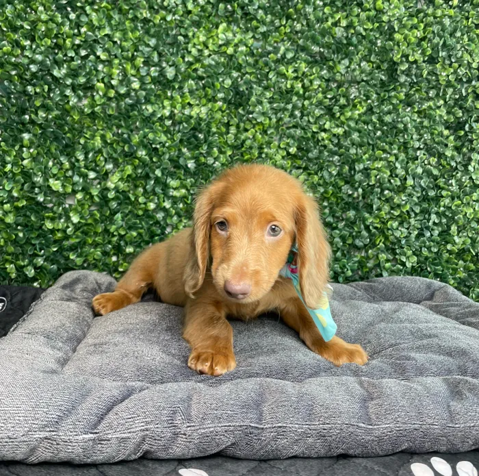 Male Dachshund puppy named Bugs for sale at Puppy Dreams - West Little Rock.
