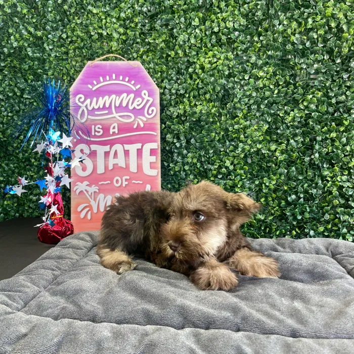 Female Mini Schnauzer puppy named Muffin for sale at Puppy Dreams - West Little Rock.