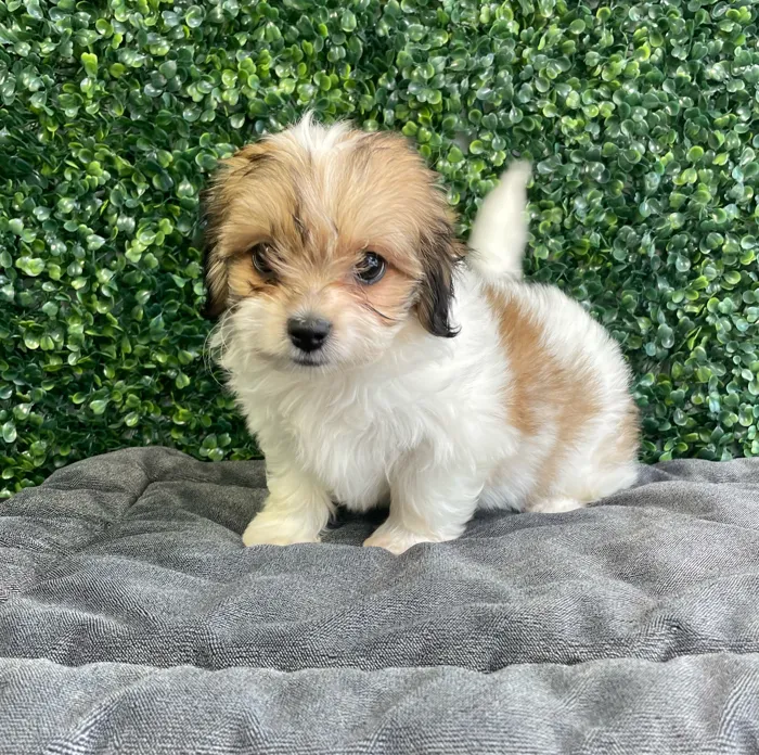 Female Teddy Bear puppy named Sprinkles for sale at Puppy Dreams - West Little Rock.