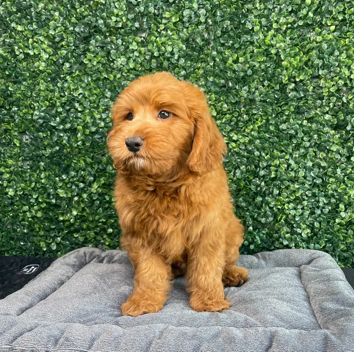 Male Goldendoodle puppy named Porky for sale at Puppy Dreams - West Little Rock.