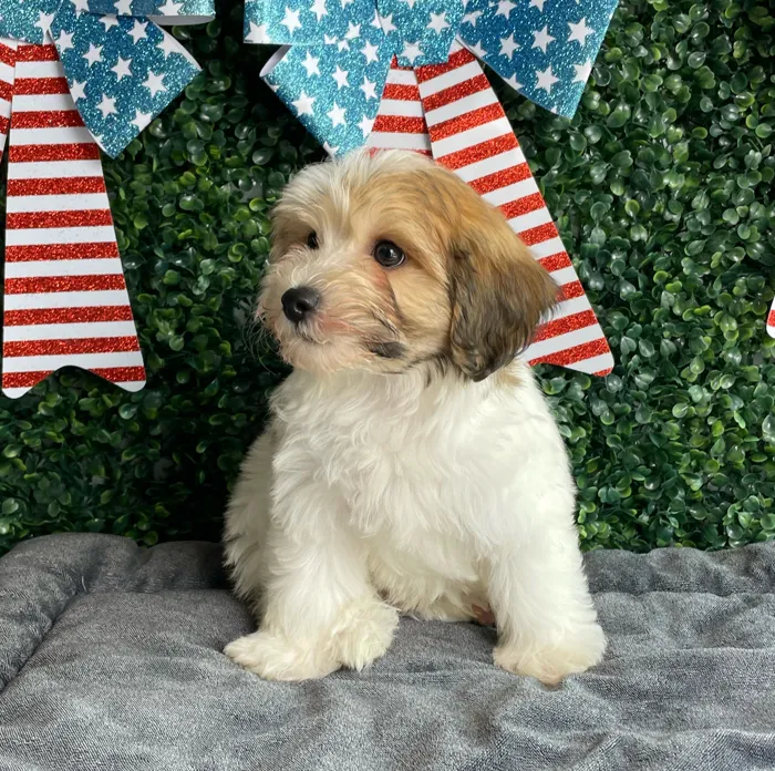 Male Yochon puppy named Sparkler for sale at Puppy Dreams - West Little Rock.