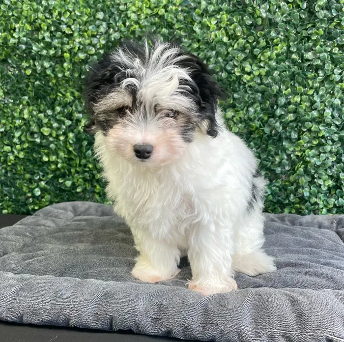Female Pomachon puppy named Daisy for sale at Puppy Dreams - West Little Rock.