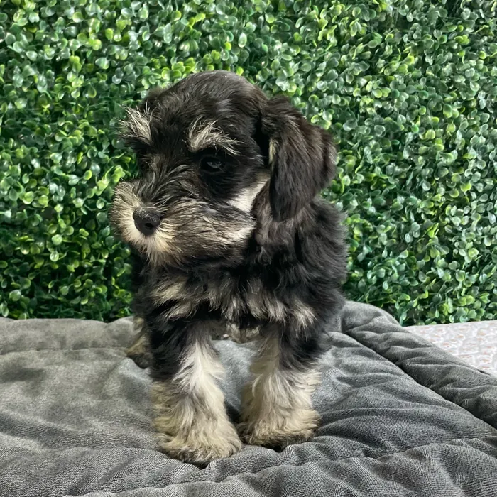 Male Schnauzer puppy named Flurry for sale at Puppy Dreams - West Little Rock.