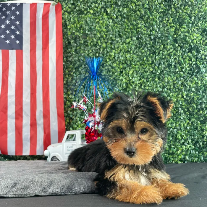 Male Yorkie puppy named Woody for sale at Puppy Dreams - West Little Rock.