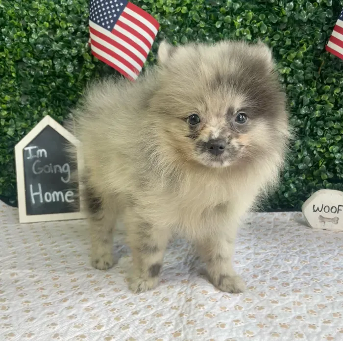 Male Pomeranian puppy named Floyd for sale at Puppy Dreams - West Little Rock.