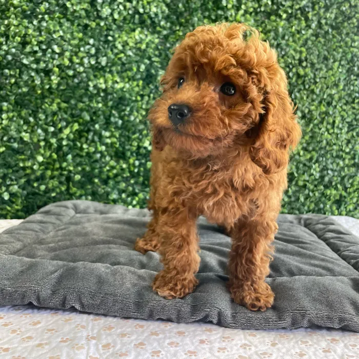 Female Mini Poodle puppy named Velvet for sale at Puppy Dreams - West Little Rock.