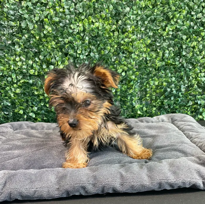 Male Yorkie puppy named Louis for sale at Puppy Dreams - West Little Rock.
