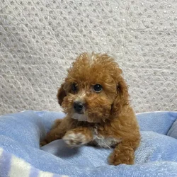 car_main_img_/media/ap_media/pets/MMQPKPEHUVOL149072.webp.250x250_q85.webp