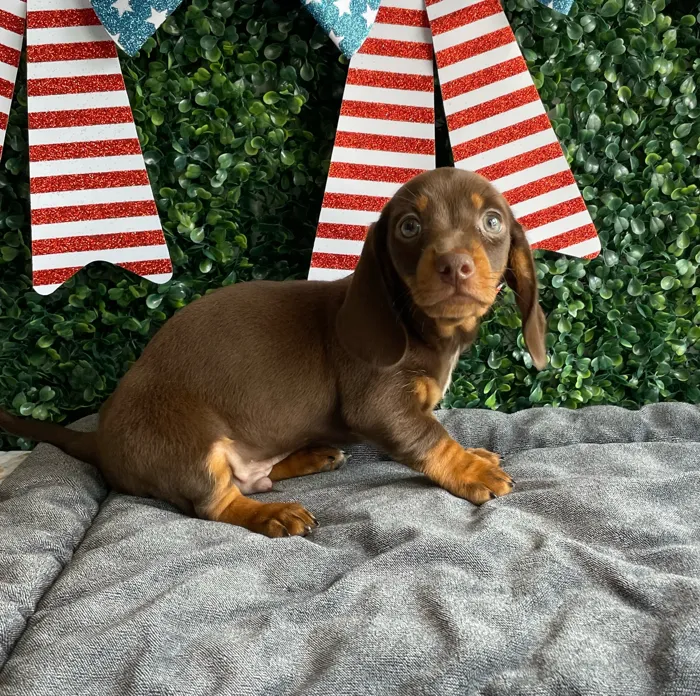 Male Dachshund puppy named Banner for sale at Puppy Dreams - West Little Rock.