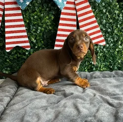 Male Dachshund puppy named Banner for sale at Puppy Dreams - West Little Rock.