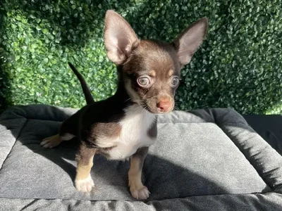 Male Chihuahua Puppy for Sale in Little Rock, AR
