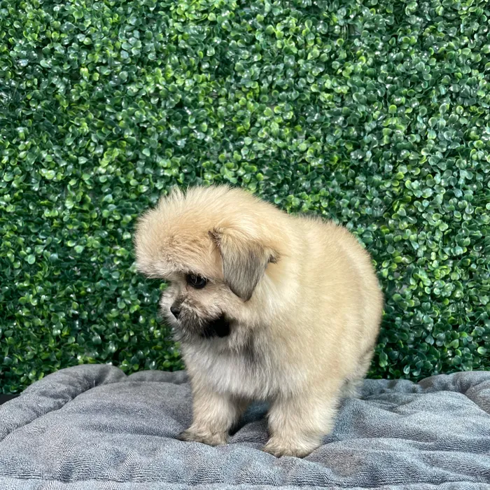 Female Shih Tzu-Pom puppy named Dory for sale at Puppy Dreams - West Little Rock.