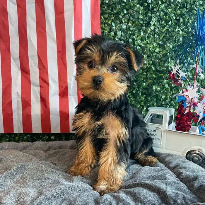 Male Yorkie puppy named Rex for sale at Puppy Dreams - West Little Rock.