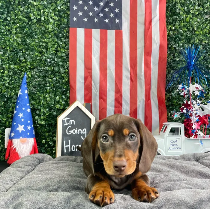 Male Dachshund puppy named Kramer for sale at Puppy Dreams - West Little Rock.