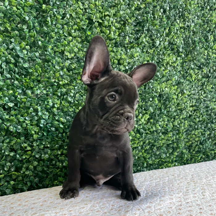 Male French Bulldog puppy named Fudge for sale at Puppy Dreams - West Little Rock.