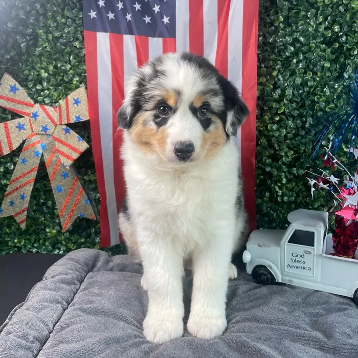 Female Mini Aussie puppy named Jessie for sale at Puppy Dreams - West Little Rock.