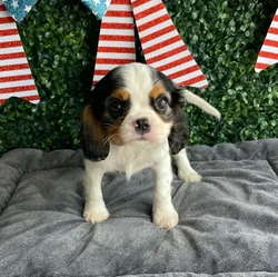 Male Cavalier King Charles Spaniel puppy named Abe for sale at Puppy Dreams - West Little Rock.