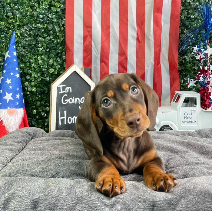 Male Dachshund puppy named Kramer for sale at Puppy Dreams - West Little Rock.
