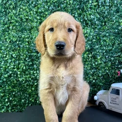 Male Golden Retriever puppy named Berlin for sale at Puppy Dreams - West Little Rock.