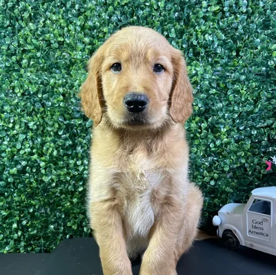 Male Golden Retriever puppy named Berlin for sale at Puppy Dreams - West Little Rock.