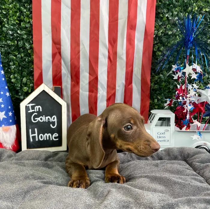 Male Dachshund puppy named Ross for sale at Puppy Dreams - West Little Rock.