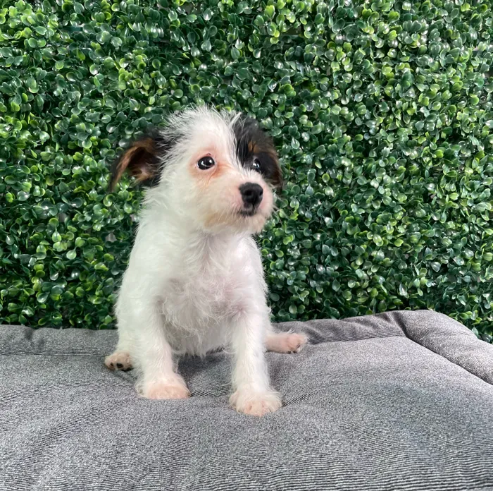 Male Yorkie-Chihuahua-Maltese Mix puppy named Baked Bean for sale at Puppy Dreams - West Little Rock.
