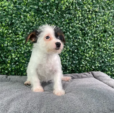 Male Yorkie-Chihuahua-Maltese Mix puppy named Baked Bean for sale at Puppy Dreams - West Little Rock.