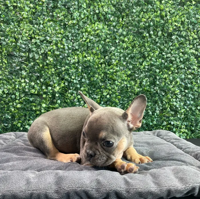 Male French Bulldog puppy named Marc for sale at Puppy Dreams - West Little Rock.